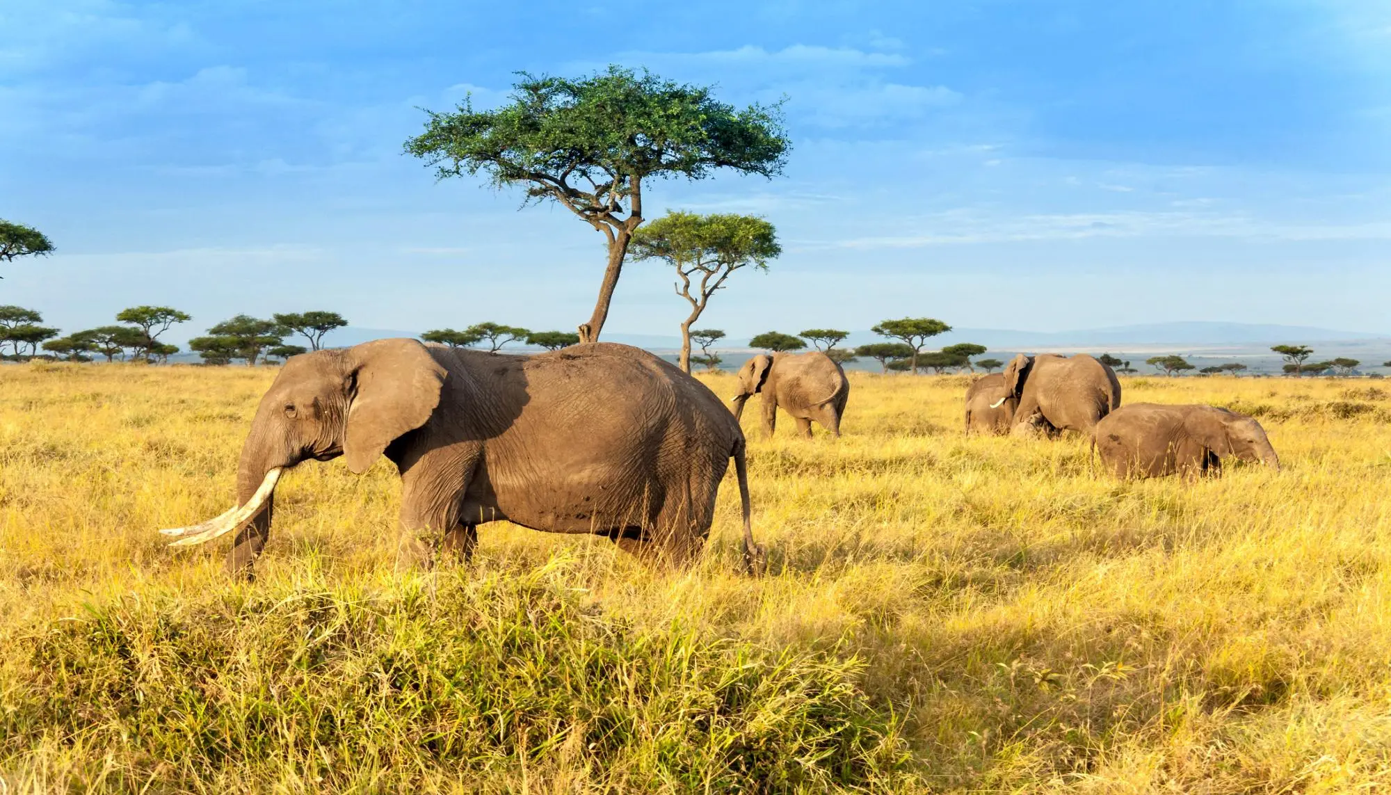 SAFARI AU KENYA : AU COEUR DE LA SAVANE
