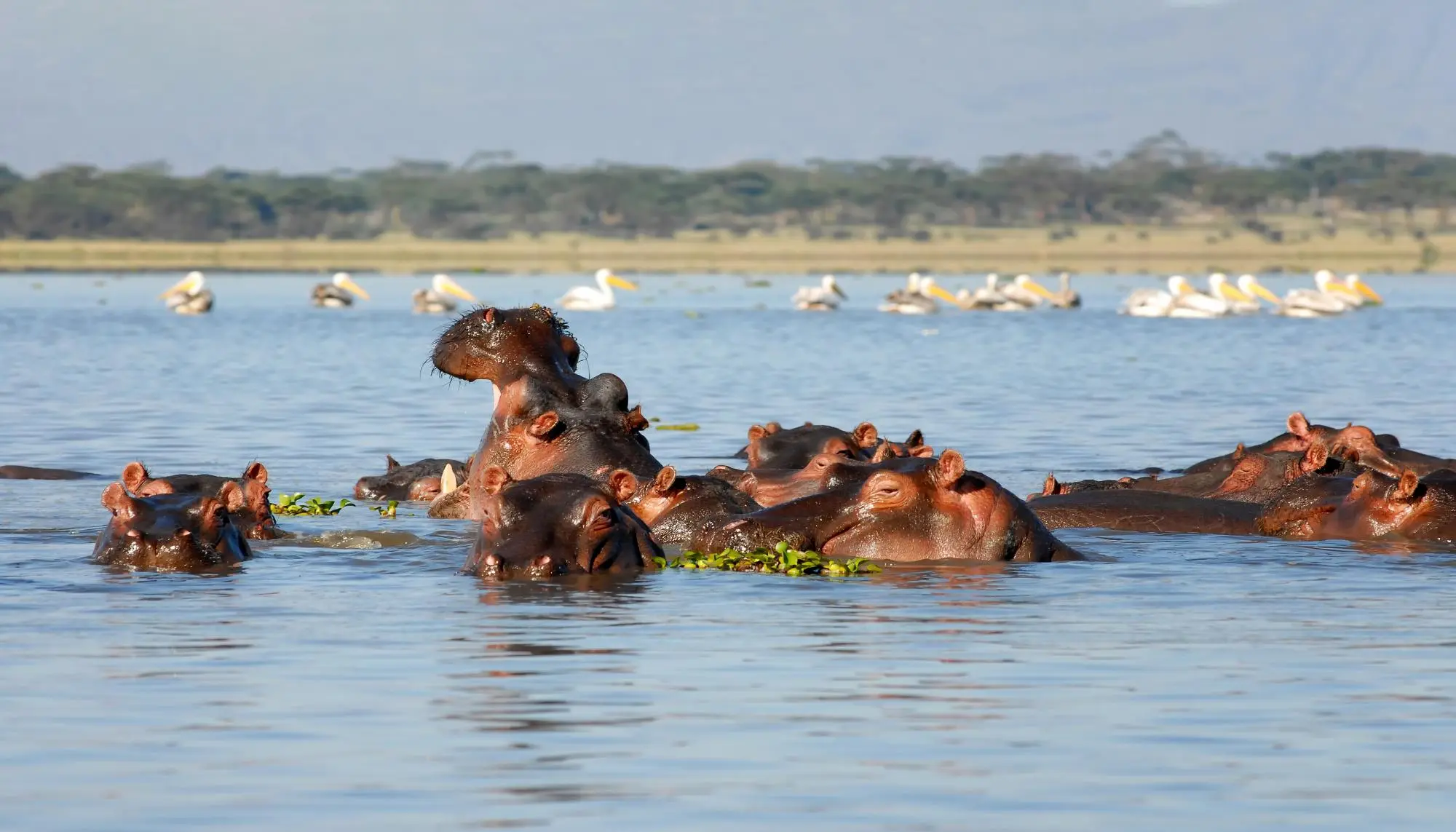 SAFARI AU KENYA : AU COEUR DE LA SAVANE