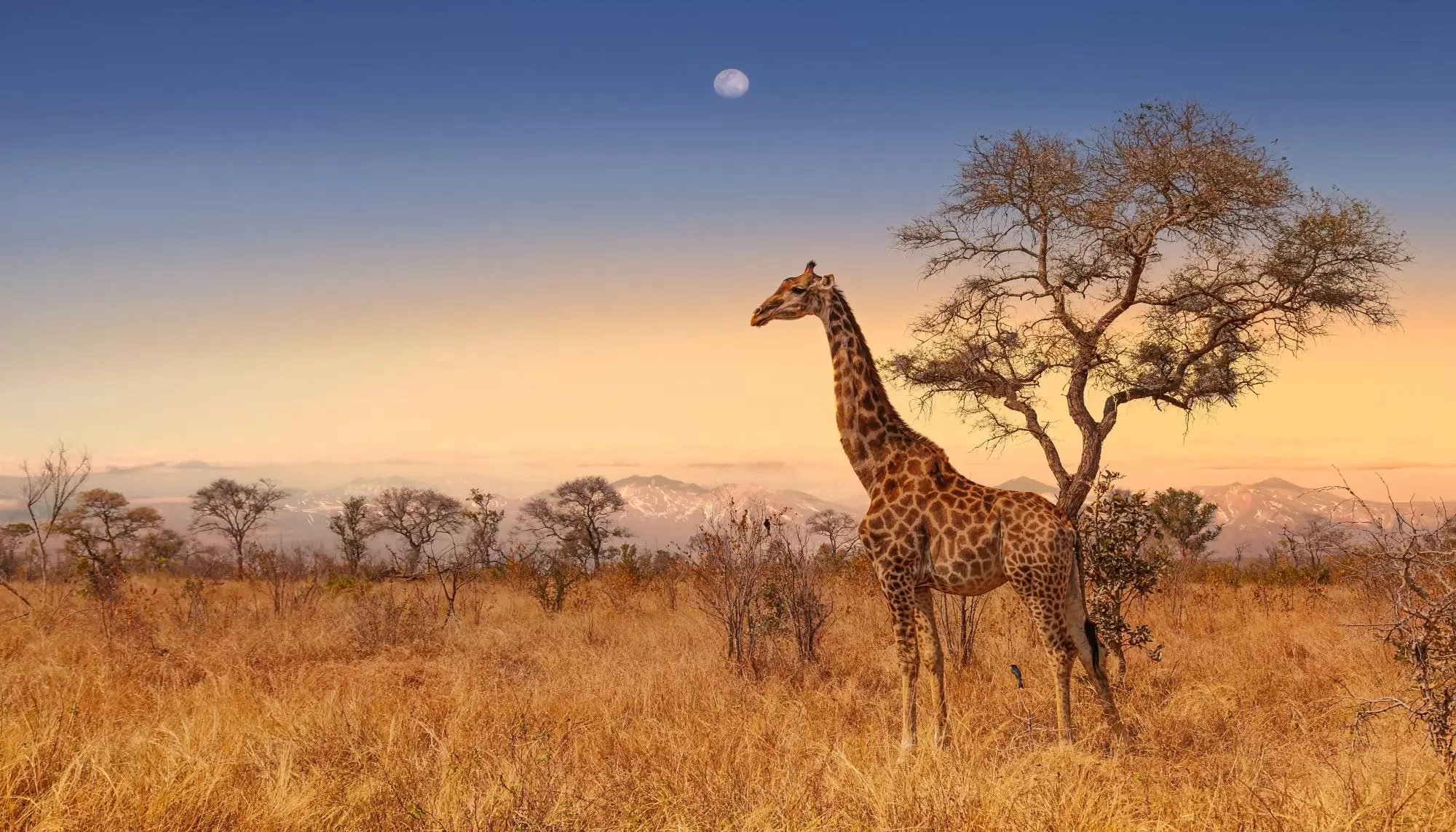 L’AFRIQUE DU SUD : VIGNES, OCÉANS ET SAFARI