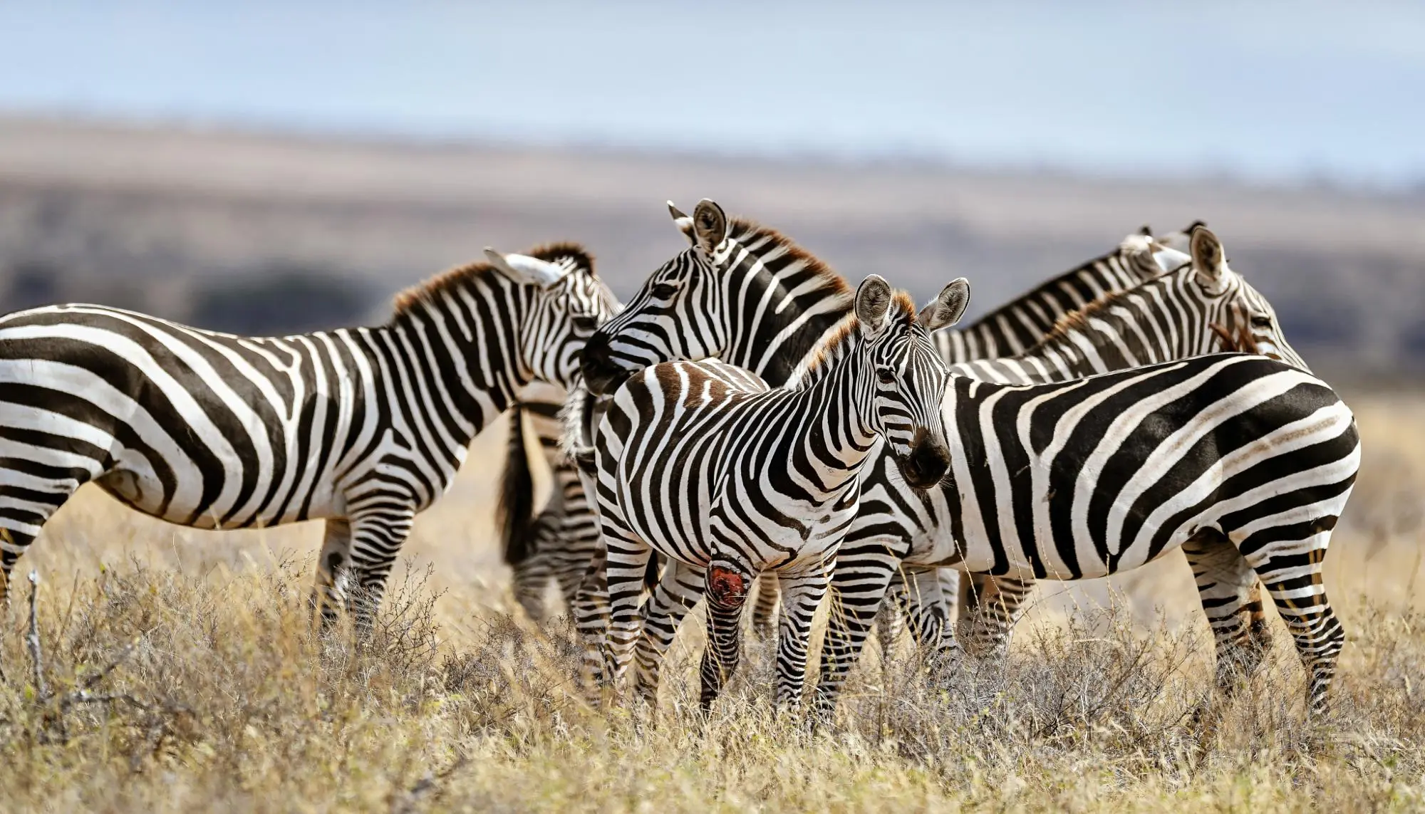 SAFARI AU KENYA : AU COEUR DE LA SAVANE